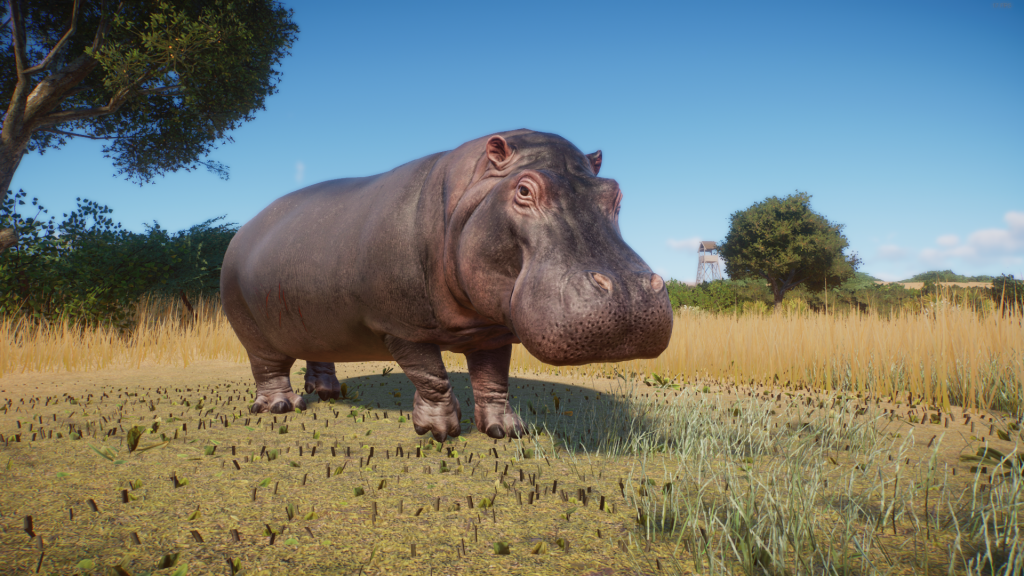 Hippo Remaster V1.0 | Planet Zoo Mod Download