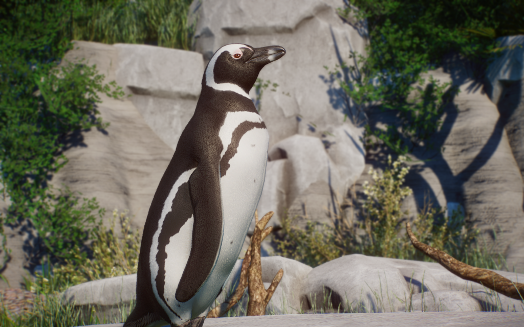 New Species - Magellanic Penguin V1.8 | Planet Zoo Mod Download