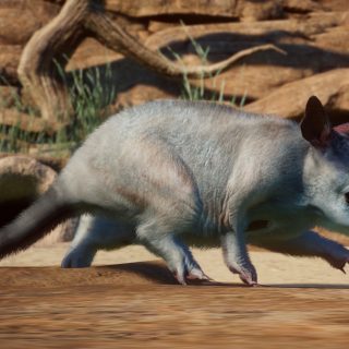 New Species - Greater Bilby V1.8 | Planet Zoo Mod Download