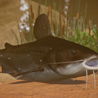New Species - Kamba Catfish 1.8 V1.8.1 | Planet Zoo Mod Download