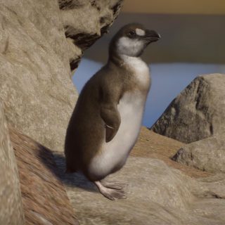 Great Auk - New Species V1.8 | Planet Zoo Mod Download