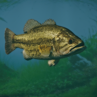 New Species - Largemouth Bass V1.8 | Planet Zoo Mod Download