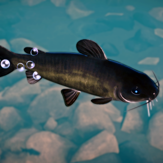 African Big-Eye Catfish - New Species V1.10 | Planet Zoo Mod Download