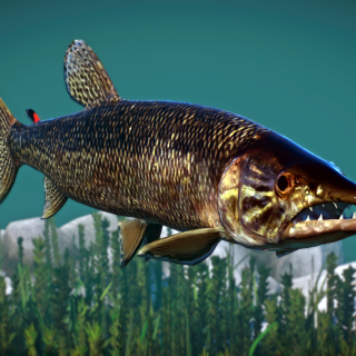 African Pike - New Species V1.10 | Planet Zoo Mod Download