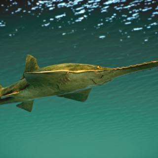 Green Sawfish - New Species V1.10 | Planet Zoo Mod Download