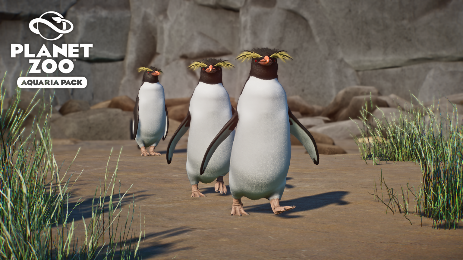 Southern Rockhopper Penguin - New Species V1.10 | Planet Zoo Mod Download