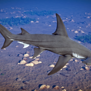 Great Hammerhead Shark - New Species (Aquaria Pack) 1.10 V1.10.1 ...