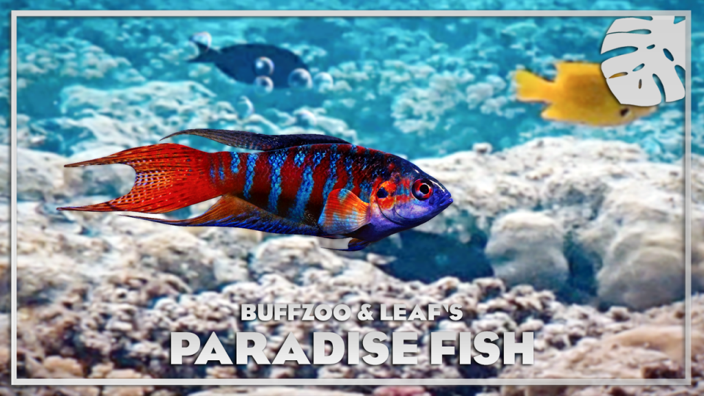 Paradise Fish - New Species V1.10 | Planet Zoo Mod Download